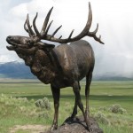 Wild about wildlife
