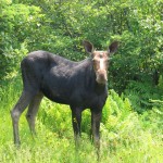 Moose Mainea