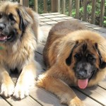 Is your pooch stressed?