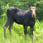 Ways to play in inland Maine