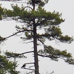 Osprey returns to Wolfe's Neck Woods State Park