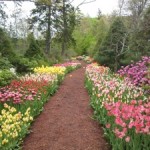 Tiptoe through 45,000 tulips and other blooms near Acadia National Park, Maine