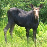 Wanna see a Maine moose?