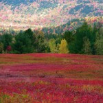 Foliage without crowds: Maine’s Schoodic region delivers big time