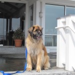 Pet-friendly lodging: The Inn by the Sea, in Cape Elizabeth, Maine, is dog heaven