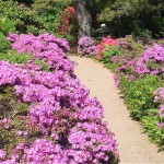 Maine’s azalea and lilac gardens blossom with spring’s tidings