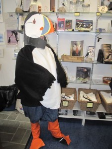 Even if you can't get out to sea to see the puffins, the Puffin Project brings them to you. Hilary Nangle photo