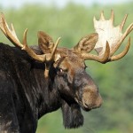 Triple-header weekend in Maine: Moose, lighthouses, and whoppie pie celebrations