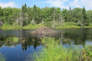 We  had the Corea Heath Trail and the view over a beaver dam all to ourselves. Hilary Nangle photo