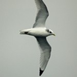 Winter Pelagic birding opportunity in Maine’s Acadia region