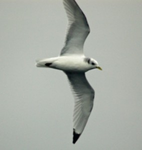 Black-legged kittiwakes have been spied on previous January bird counts. Michael Good photo. 