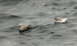 Gray Morph and light adult Northern Fulmar Jordan Basin. Michael Good photo