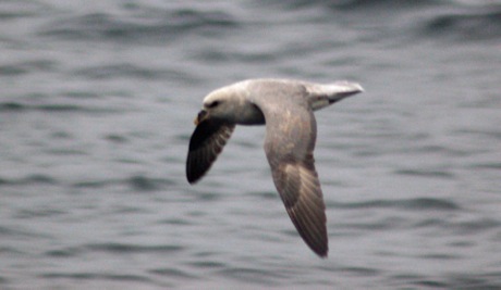 Gray phase N. Fulmar. Michael Good photo