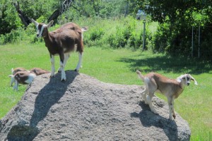 Goats playing king of the hill. Hilary Nangle photo  IMG_3743