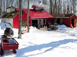 Make plans to indulge in everything maple on Maine Maple Sunday. courtesy photo