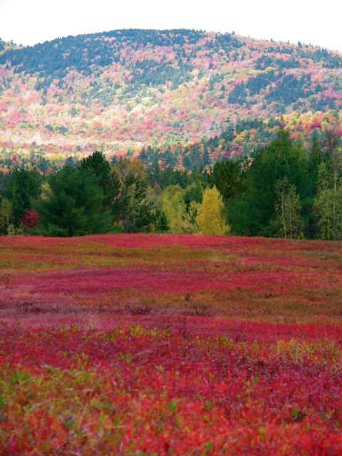 Blueberry barrens, Deblois, Maine, in October. 