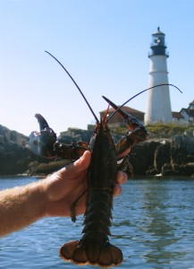 Lobster and lighthouses are two icons of the Maine coast. ©Hilary Nangle
