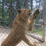 Tours of the D.E.W. Animal Kingdom, in the Belgrade Lakes area of Maine, provide an upclose view of exotic animals. Hilary Nangle photo.