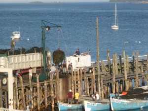 Watch seaweed being harvested in Jonesport, Maine. Hilary Nangle photo. 