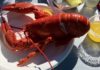 One of Maine's Best food festivals