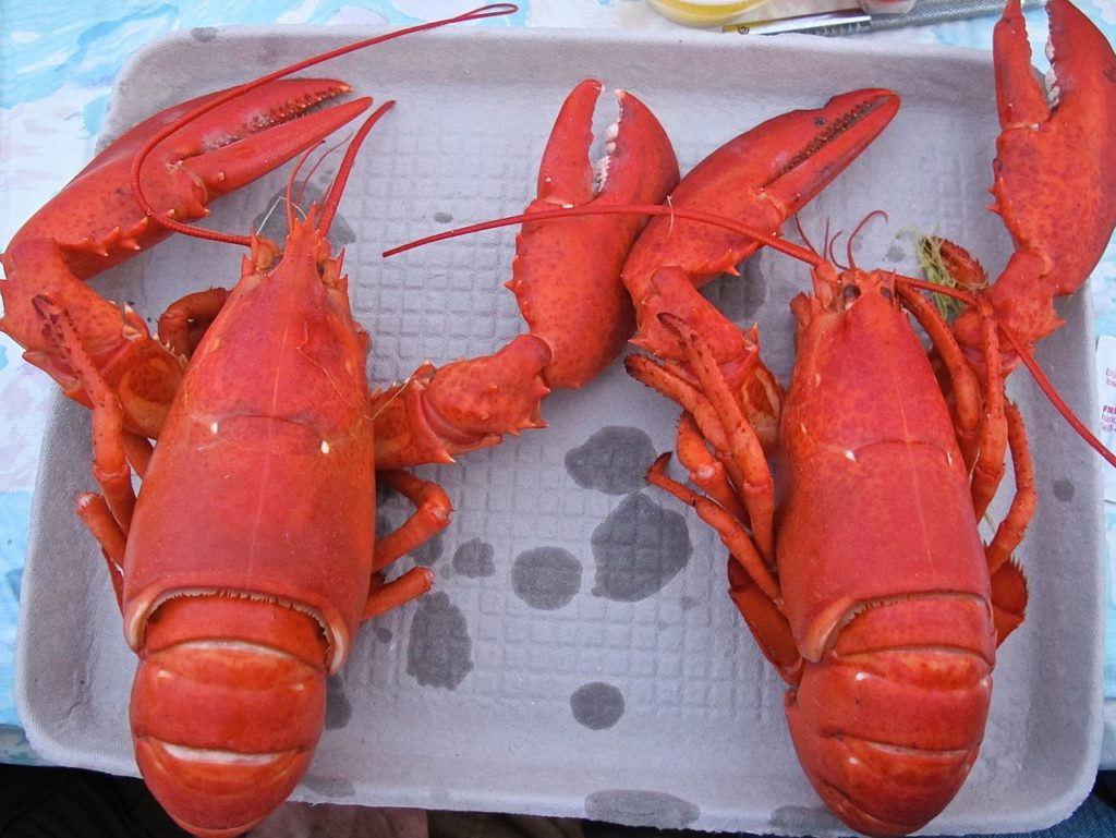 Maine lobster at one of Maine's best food festivals