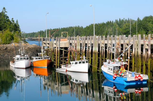 Campobello Island's fishing fleet docks at Head Harbour Wharf. Tom Nangle photo. DSC_2710