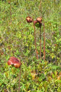Pitcher plants blooming, as seen from the Eagle Hill Bog boardwalk trail in Roosevelt Campobello International Park. Hilary Nangle photo. IMG_3429
