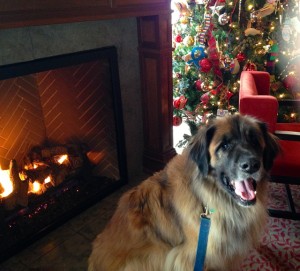 Bernie recommends hanging out fireside at the dog-friendly Inn by the Sea's pub. Hilary Nangle photo. IMG_0880