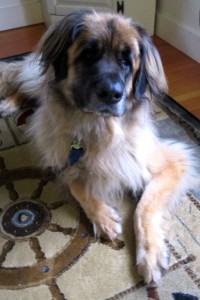 Bernie in a pet-friendly cottage at Sebasco Harbor Resort, Maine. Hilary Nangle photo. IMG_5626