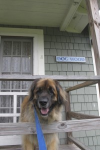 Bernie on the porch of the dog-friendly Dog Wood cottage at Sebsasco Harbor Resort, Maine. ©Hilary Nangle