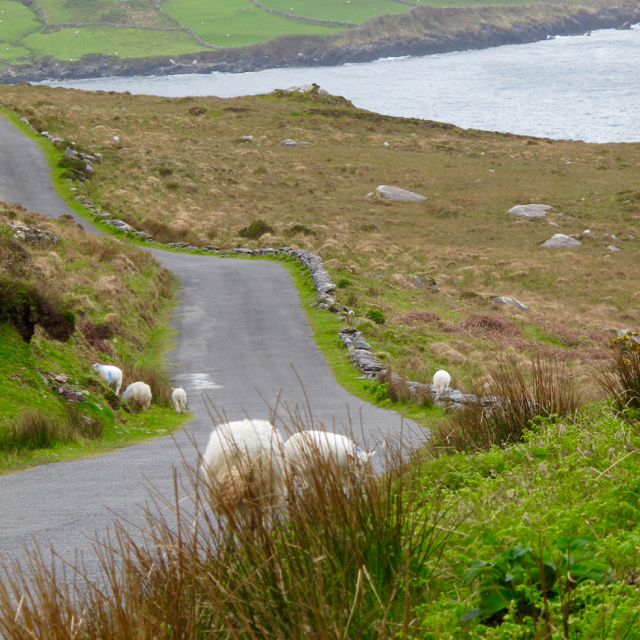 Sheep stand by and in a narrow and winding lane.