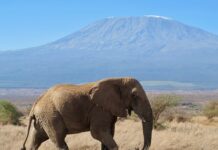 Elephant in front of Kilamanjaro