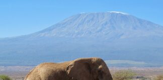 Elephant in front of Kilamanjaro