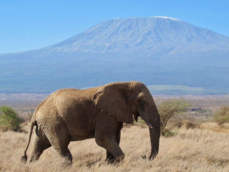 Elephant in front of Kilamanjaro