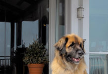 Bernie surveys his domain at the Inn by the Sea, Cape Elizabeth. ©Hilary Nangle