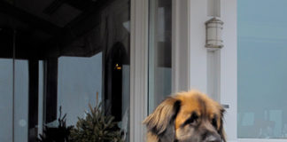 Bernie surveys his domain at the Inn by the Sea, Cape Elizabeth. ©Hilary Nangle