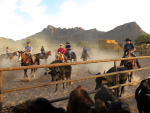 Some guests participate in team penning, others watch the action at the White Stallion Ranch. ©Hilary Nangle