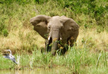 One of many elephants seen while on safari at Kenya's Angama Mara. ©Hilary Nangle