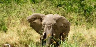 One of many elephants seen while on safari at Kenya's Angama Mara. ©Hilary Nangle
