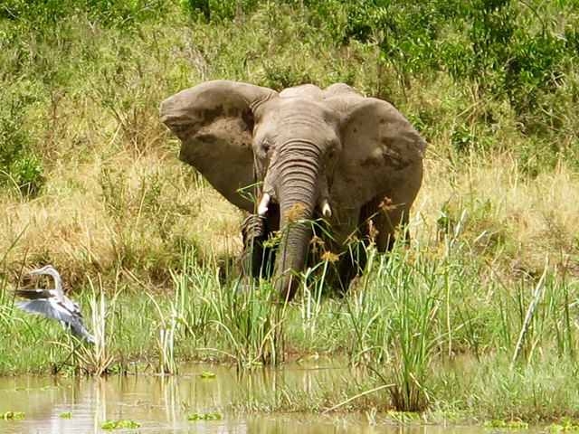 One of many elephants seen while on safari at Kenya's Angama Mara. ©Hilary Nangle
