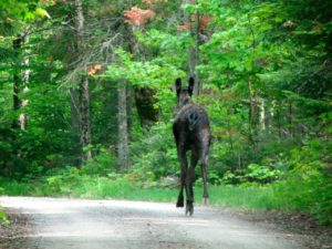 moose in Baxter State Park