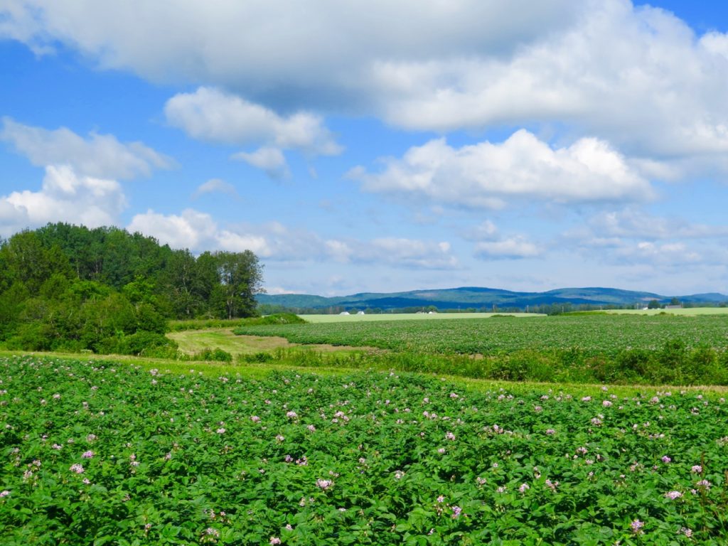 Potato fields in bloom in Aroostook County.