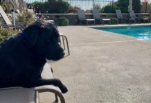 dog relaxes on chaise lounge next to a swimming pool