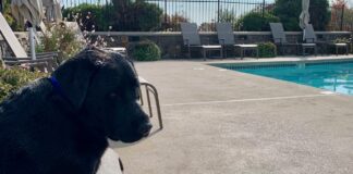 dog relaxes on chaise lounge next to a swimming pool