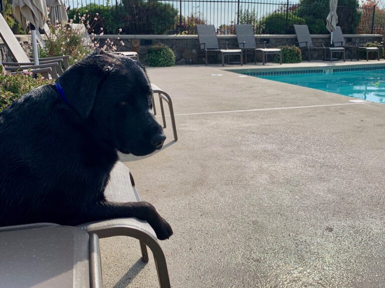 dog relaxes on chaise lounge next to a swimming pool